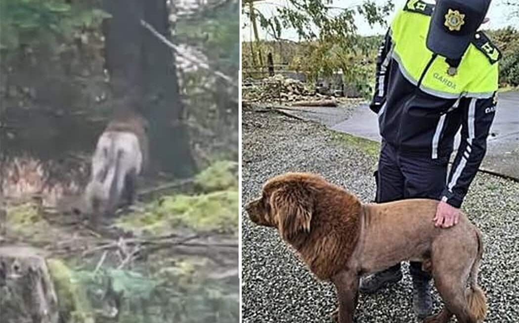പട്ടി സിംഹം ആയതോ അതോ സിംഹം പട്ടി ആയതോ? പിടിക്കാൻ ഐറിഷ് പോലീസ്