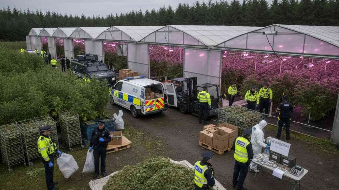 ഓപ്പറേഷൻ താരായുടെ ഭാഗമായി വെസ്റ്റ്‌മീത്തിലെ വലിയ കഞ്ചാവ് കൃഷി കേന്ദ്രം തകർത്ത് ഗാർഡ 20 ലക്ഷം യൂറോയിലധികം പിടിച്ചെടുത്തു.
