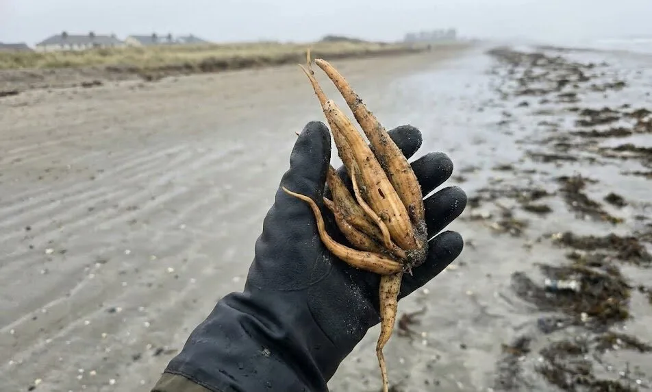 അടിയന്തര മുന്നറിയിപ്പ്: മാരകമായ ‘ഡെഡ് മാൻസ് ഫിംഗേഴ്സ്’ സസ്യം Co. Meath ബീച്ചുകളിൽ കണ്ടെത്തി.